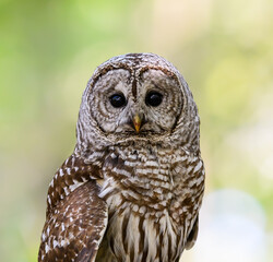 Barred Owl in Closeup Portrait in Spring on Green Yellow Background