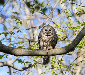 Barred Owl Caught a Chipmunk