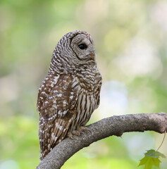 Barred Owl in Closeup Portrait in Spring on Green Yellow Background