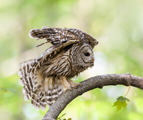 Barred Owl with Open Wings in Closeup Portrait in Spring on Green Yellow Background