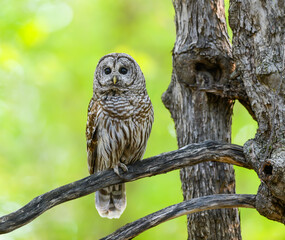 Barred Owl in Closeup Portrait in Spring on Green Yellow Background