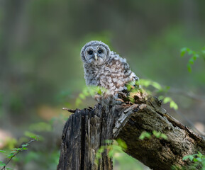 Newly Fledged Barred Owl Owlet on Log