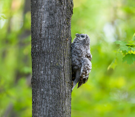 Newly Fledged Barred Owl Owlet Climbing Tree