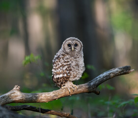 Newly Fledged Barred Owl Owlet on Log