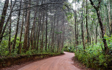 Country road with trees beside concept in Aiuruoca, Minas Gerais, Brazil