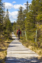 Man walking on wooden pathway through a coniferous forest. Spring autumn colors.Boardwalk path in the mountains.Healthy active lifestyle.Landscape view of nature reserve with trees and grass
