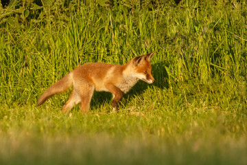 Junger Fuchs lernt das Jagen