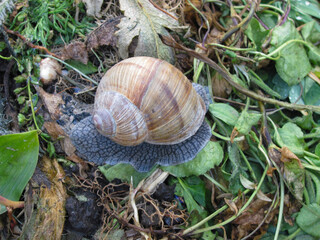 snail crawls on green grass