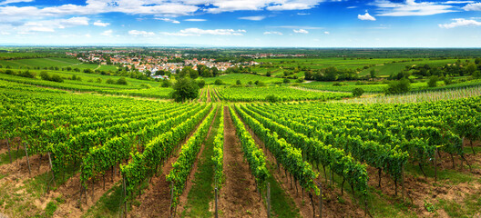 Panoramic green vineyard landscape in Pfalz, Germany, with blue sky and rows of grapevine on a hill, with view into the vast green countryside - obrazy, fototapety, plakaty