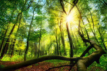 Enchanting green landscape scenery: a forest clearing with the sun shining through green foliage  - obrazy, fototapety, plakaty