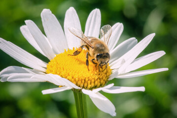 Bee on the blooming chamomile flower head close up.