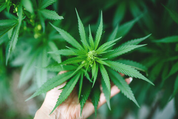 Marijuana Plant Budding Outdoors. Green fresh bush for your design.