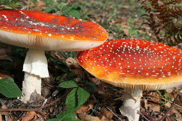 Red Toadstools