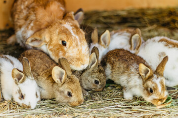 A group of domestic rabbits sitting on straw in a hutch.Little rabbits eating grass.New born...
