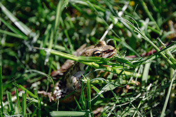 Little green frog hiding in the grass.