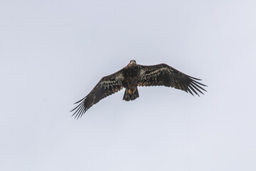 Obraz premium Juvenile Bald Eagle in flight