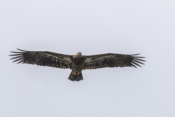 Juvenile Bald Eagle in flight