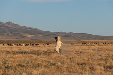 Wild Horse Stallions Sparring in the Utah Desert