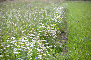 Blühstreifen mit verschiedenen Wildpflanzen am Feldrand
