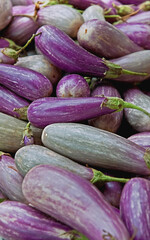 Eggplant vegetables in various shades of purple and lighter colors set in a vertical orientation.