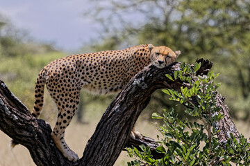 Gepard auf einem Baum 