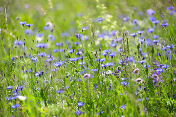 Kornblumen Wiese (Cyanus segetum) Heilpflanze, blaue Blüten im Frühsommer