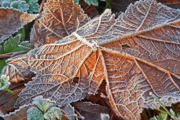This macro nature image is rich with texture as a sparkling hard frost hits the fallen fall leaves on the ground.  Autumn image with winter soon to come.