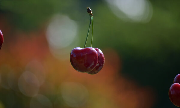 Cerises avec un joli fond flout&eacute;