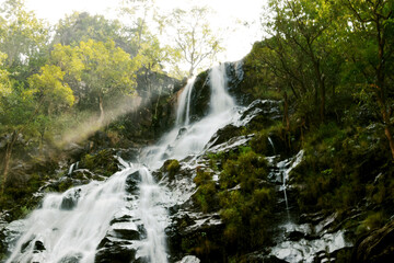 Fototapeta premium waterfall in the woods