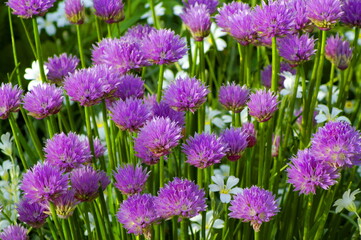 beautiful blue flowers in a natural environment