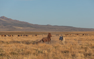Fototapeta na wymiar Wild Horse Stallions Sparring in the Utah Desert