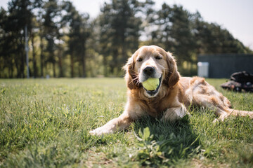 Portrait of dog lying on ground with ball in his mouth. Close-up view of dog with tennis ball resting on ground with grass in park.