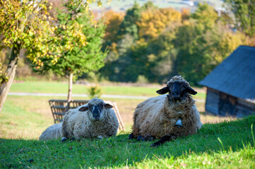 Obraz premium A sheep herd in the summer in a meadow