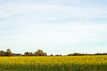 A field of rapeseed blooming yellow in autumn, against a light clouded sky.