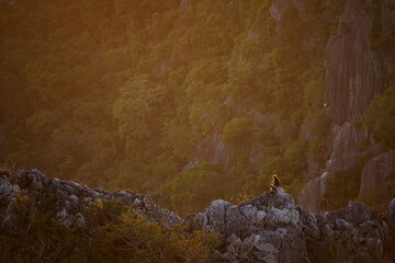 langurs sitting on the mountain at Khao Dang view point on the mountain at Sam Roi Yot National park, Pranburi, Prachuap Khiri Khan, Thailand