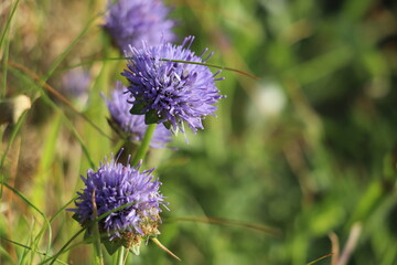 Purple flower with green grass background 