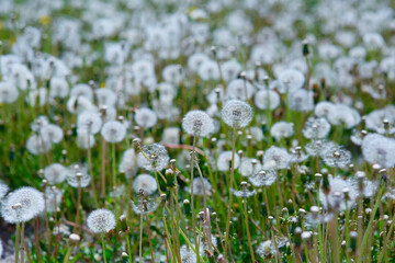 Fototapeta premium Dandelion field, panoramic nature background, selective focus