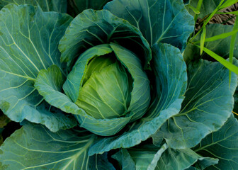 Big Cabbage is plant in the fields