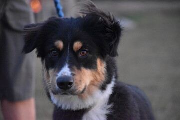 Beautiful Australian Shepherd dog close up
