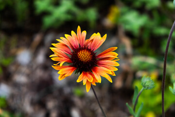  indian blanket