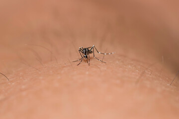 Mosquito(Aedes) sucking blood from human body. Macro photography.