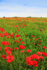 Beautiful field of red poppies