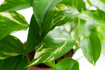 Background with spotted green leaves of houseplant