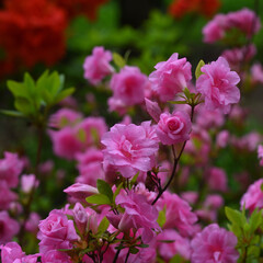 róże po deszczu © Neil