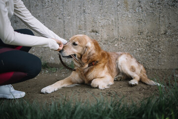 Dog with wooden stick in mouth while lying on ground outdoor. Retriever dog eating wooden stick while female hand is holding it.