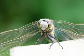 シオカラトンボのオスをクローズアップ撮影しました。
