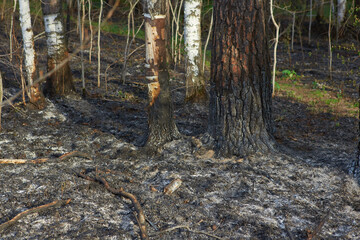 Forest wildfire. Burning field of dry grass and trees. Wild fire due to hot windy weather. Ashes of the burnt grass. Close up burned dry grass on the field. Ecological problem