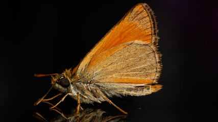 papillon Thymelicus sylvestris 