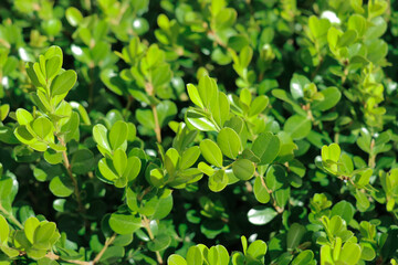 Fototapeta na wymiar Small green leaves in summer background