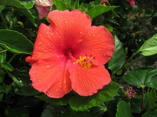 beautiful wet view of Hibiscus or Rosemallow flower